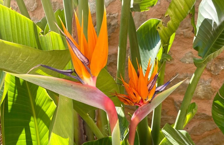 Gartenpflege Hausbetreuung Homeservice Mallorca Zwei orangefarbene Paradiesvogelblumen vor grünen Blätter. Gartenpflege Mallorca