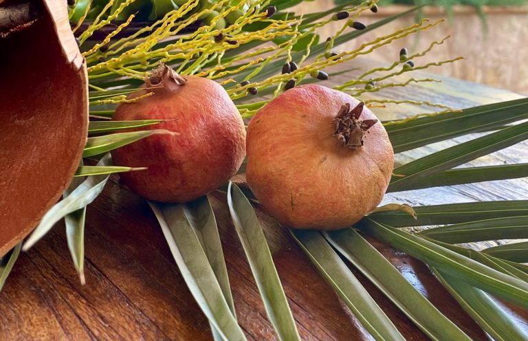 Objektbetreuung - Homeservice Mallorca Zwei Granatäpfel liegen auf grünen Blättern neben einem Tontopf. Hausbetreuung Mallorca