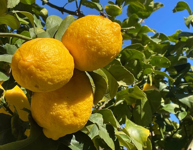 Sicherheit Vertrauen Komfort Zeitgewinn Mallorca Reife, gelbe Zitronen hängen an einem Baum vor blauem Himmel. Eine Reiche Ernte steht bevor.